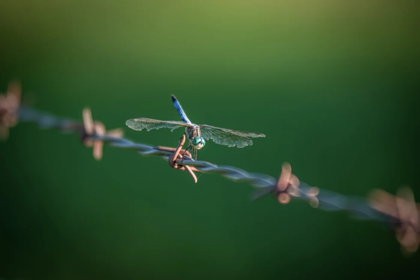 Blue Dasher Dragonfly, New York
